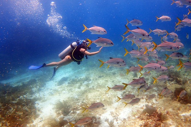 Diving in Cancun for Certified Divers | 2 Dives | All Inclusive - Key points to know before booking