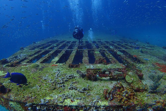 Diving in Cancun for Certified Divers | 2 Dives | All Inclusive - How the MUSA stop compares with the reef