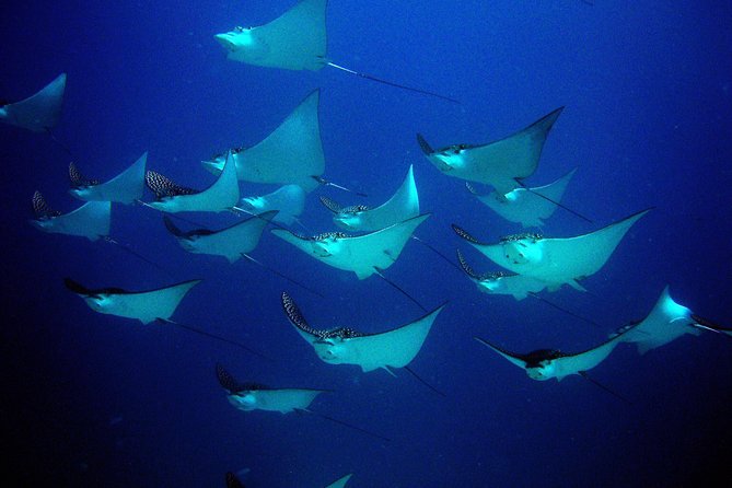 Diving in Cancun for Certified Divers | 2 Dives | All Inclusive - Price and value at $161.24