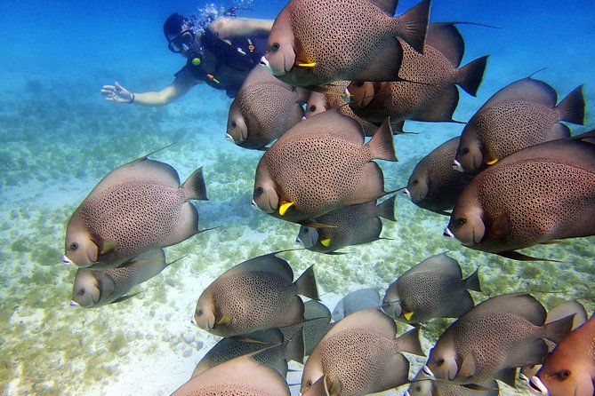 Diving in Cancun for Certified Divers | 2 Dives | All Inclusive - Who should book this Cancun scuba outing?