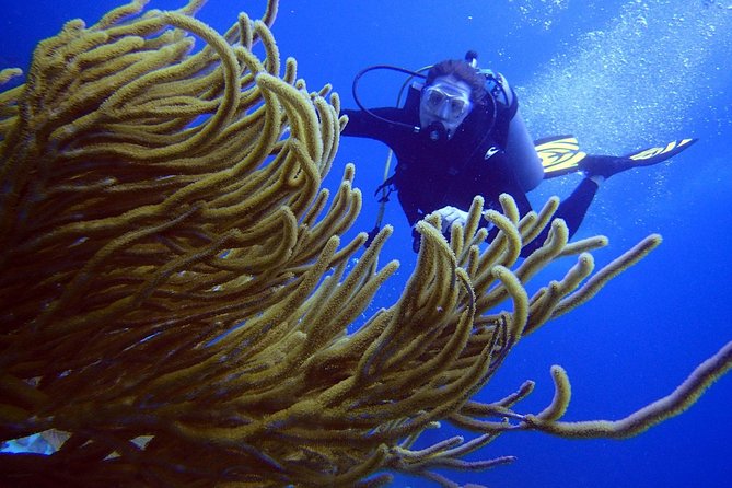 Diving in the Mexican Caribbean for Beginners | 2 Tanks 2 Dives | All Inclusive - Who should book this experience