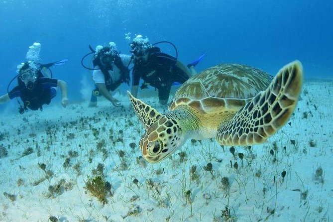 Diving + Muse - Who will get the most from this outing