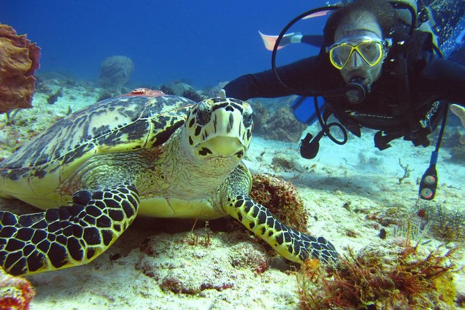 Diving + Muse - What the $154 price really buys