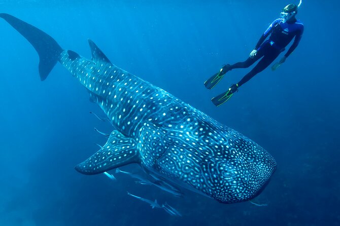 Eco Whale Shark Encounter - Key points before you book