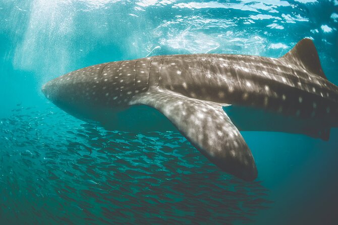 Eco Whale Shark Encounter - Swimming with whale sharks near Isla Contoy
