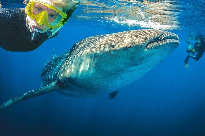 Eco Whale Shark Encounter - What happens during the whale shark encounter