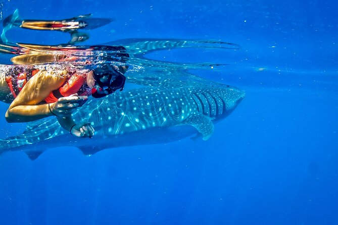 Eco Whale Shark Encounter - Price, fees, and what you actually receive