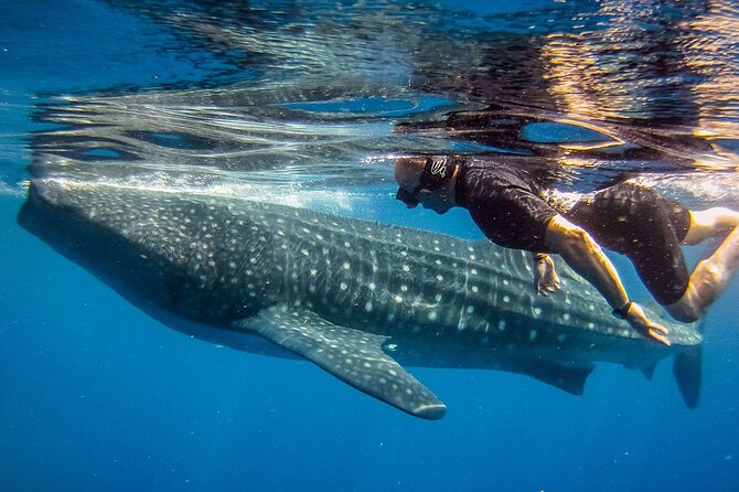 Eco Whale Shark Encounter - Who should book this Cancun tour