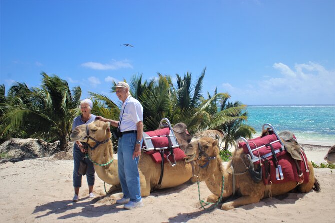ENJOY UNIQUE CAMEL RIDE in Puerto Morelos with Transportation - Transportation Can Shape the Whole Day