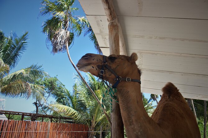 ENJOY UNIQUE CAMEL RIDE in Puerto Morelos with Transportation - Price: When $165 Makes Sense