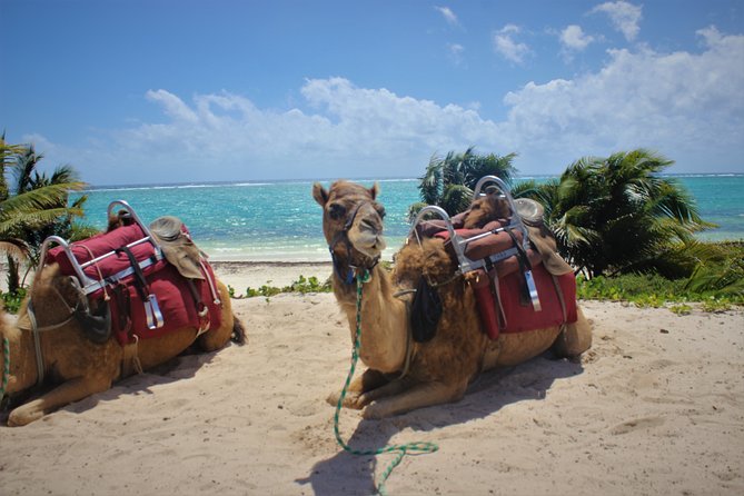 ENJOY UNIQUE CAMEL RIDE in Puerto Morelos with Transportation - Who Can Ride and Who Should Skip It