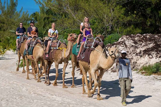 ENJOY UNIQUE CAMEL RIDE in Puerto Morelos with Transportation - The Best Parts of the Experience