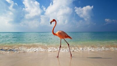 Exclusive Holbox: Yalahau, Punta Mosquito and Isla Pasion