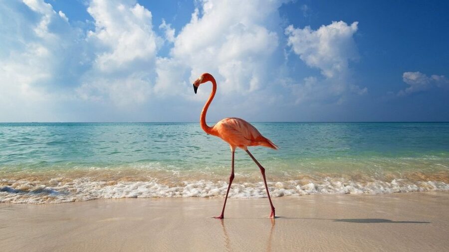 Exclusive Holbox: Yalahau, Punta Mosquito and Isla Pasion - The long road from Quintana Roo to Chiquila