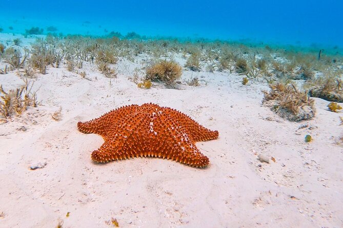 Excursion to Cozumel from Cancun - From Cancun to Playa del Carmen by morning