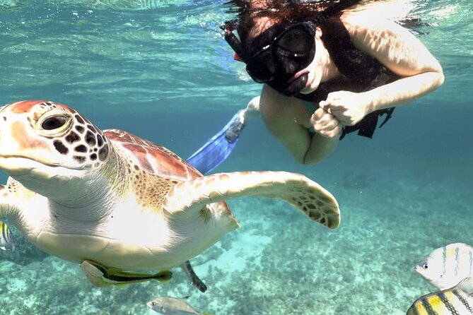 Experience swimming with turtles and explore the ruins of Tulum. Lunch included. - Akumal and the Turtle Encounter