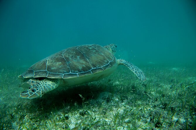 Experience swimming with turtles and explore the ruins of Tulum. Lunch included. - Is $119 a Good Deal?
