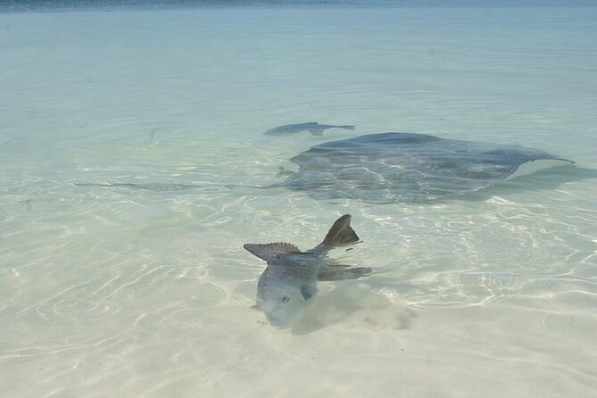 Explore Contoy Island - What to expect at Isla Mujeres