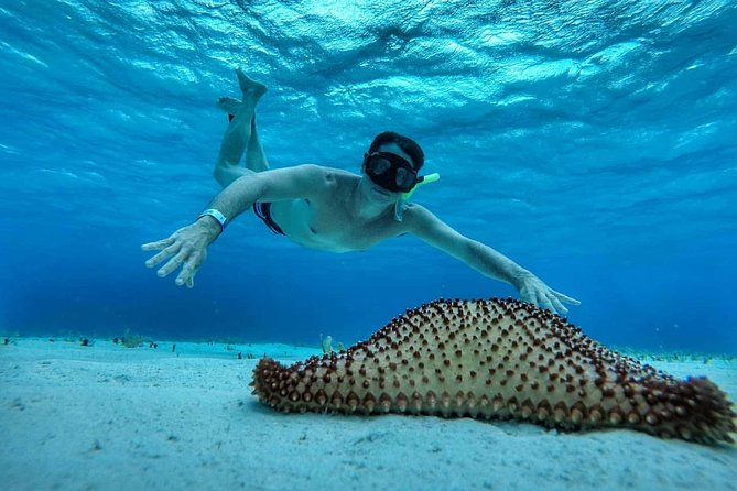 Explore El Cielo in Cozumel. Snorkel in 3 different reefs & visit Cielito Beach. - El Cielo and its starfish
