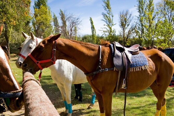 Extreme Horses Adventure with ATV, Ziplines & Cenote - Hotel pickup and the rhythm of a five-hour day