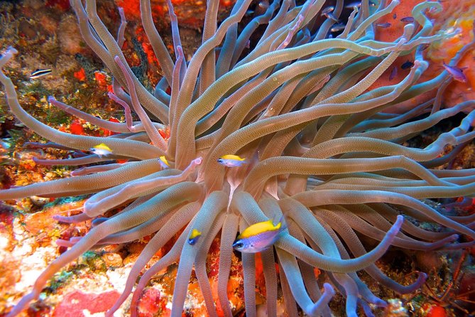For certified Divers Experience the Under Water Museum and the Manchones Reef - Meeting at Coconut Divers in Cancun’s Hotel Zone