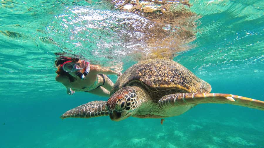 From Cancun: Day Trip to Tulum and Mariposa Cenote - Key points at a glance