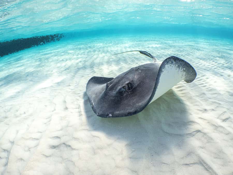 From Cancun: Day Trip to Tulum and Mariposa Cenote - Why Tulum and Mariposa work well together