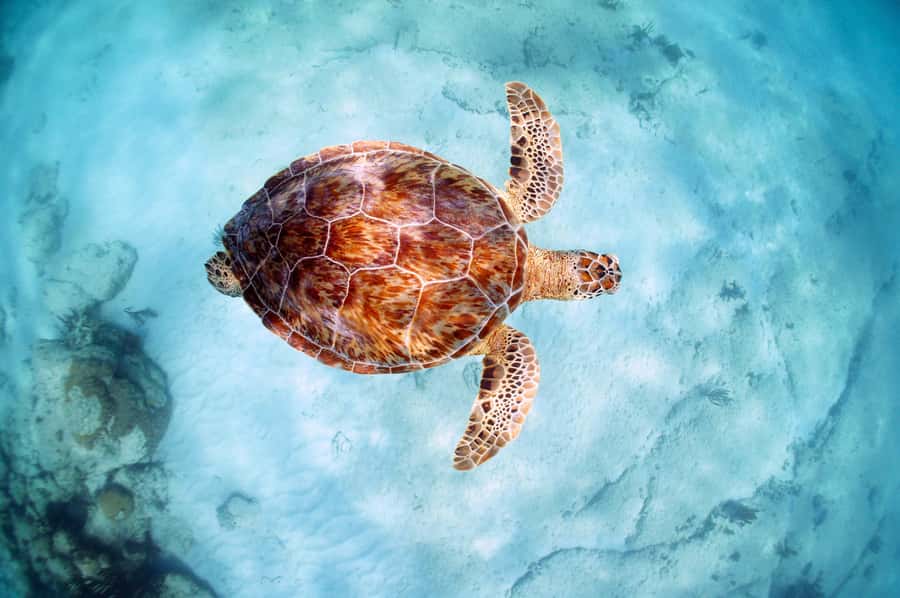 From Cancun: Day Trip to Tulum and Mariposa Cenote - Walking through Tulum’s Maya ruins