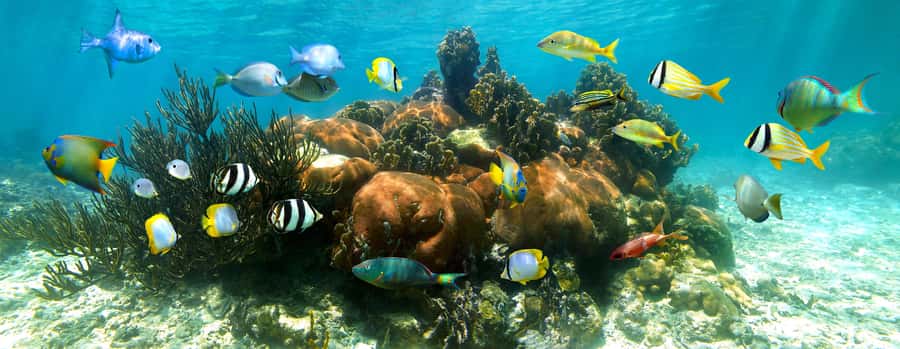 From Cancun: Day Trip to Tulum and Mariposa Cenote - The long ride from Cancun or Puerto Morelos