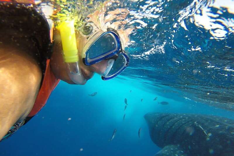 From Cancún: Half-Day Snorkeling with Whale Sharks - Key points at a glance