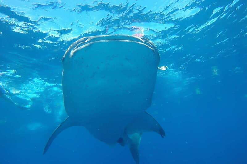 From Cancún: Half-Day Snorkeling with Whale Sharks - The whale sharks are the reason to go