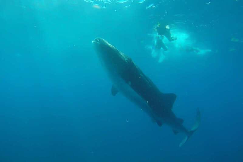 From Cancún: Half-Day Snorkeling with Whale Sharks - The boat ride across the Caribbean