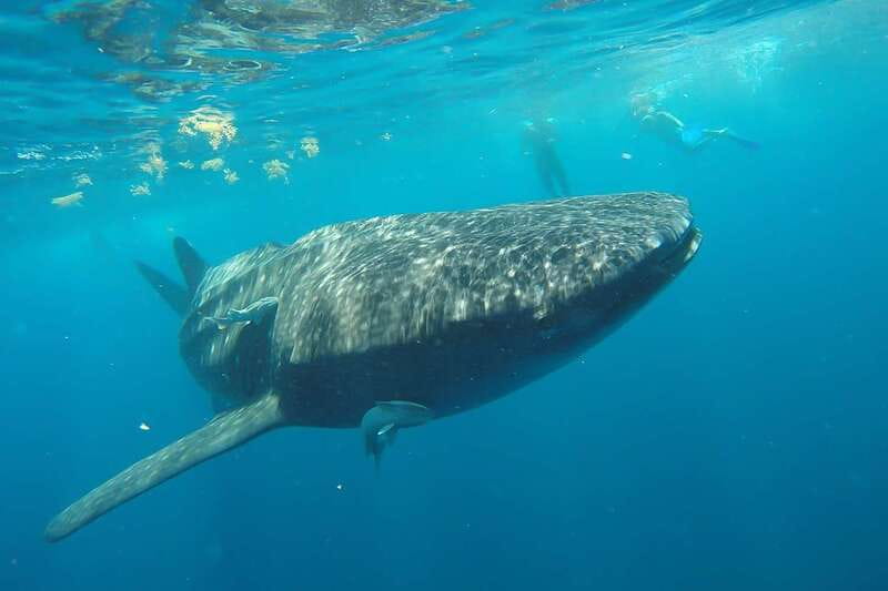 From Cancún: Half-Day Snorkeling with Whale Sharks - Safety rules shape the whale shark encounter