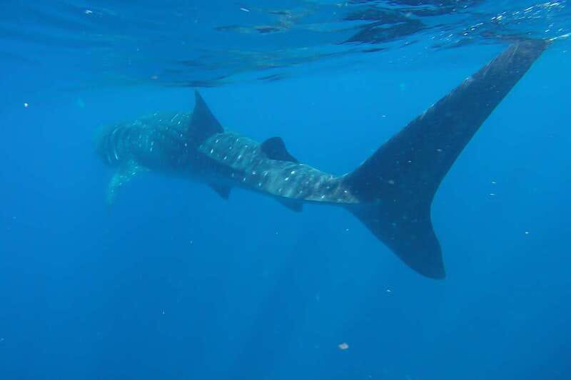 From Cancún: Half-Day Snorkeling with Whale Sharks - Playa Norte adds a gentler second half