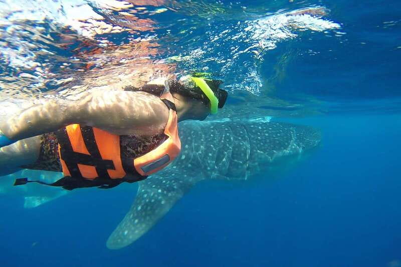 From Cancún: Half-Day Snorkeling with Whale Sharks - From hotel pickup to the Punta Sam marina