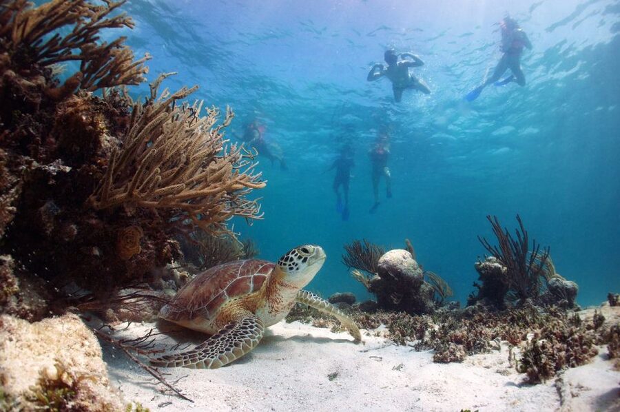 From Cancun: Tulum and Akumal Cenote and Turtle Swim Tour - Is the $104 price good value?