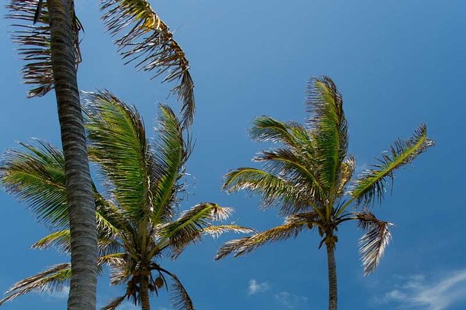 Full-Day Isla Contoy Sailing Nature Experience in Mujeres - Sailing on to Isla Contoy