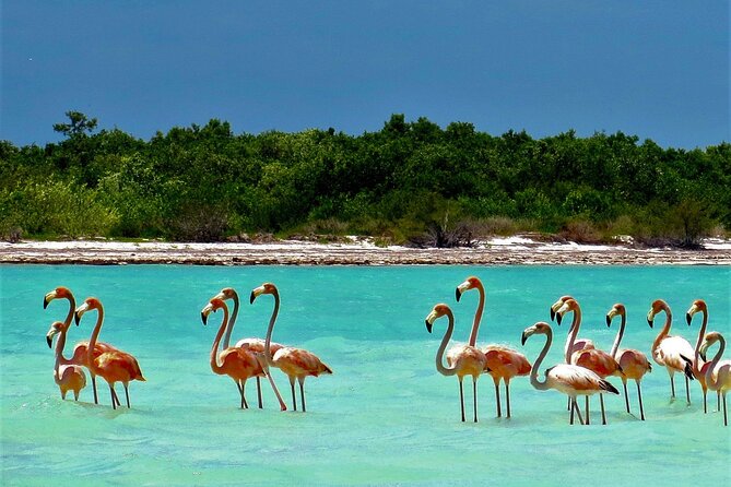 Full Day Tour to the Best of Holbox - Yalahau Lagoon adds freshwater swimming
