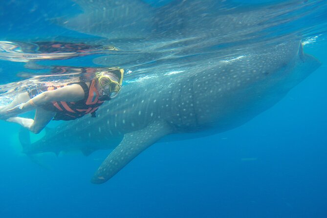 Full-Day Whale Shark Tour Puerto Morelos with Pickup and Lunch - Key points to know before booking