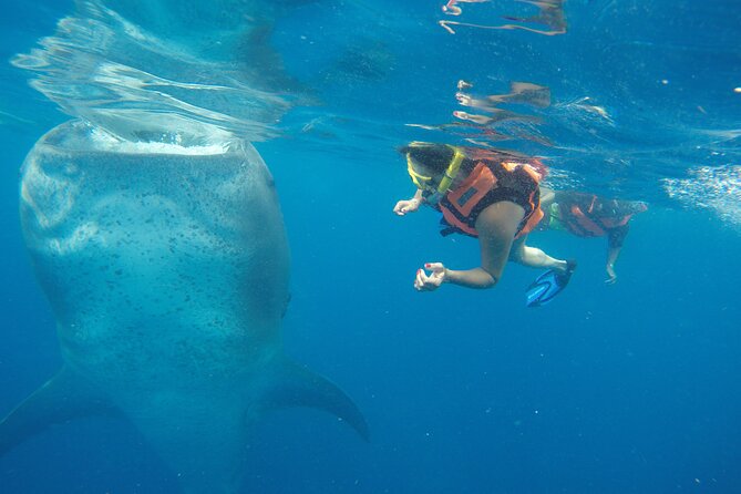 Full-Day Whale Shark Tour Puerto Morelos with Pickup and Lunch - The early start from Puerto Morelos