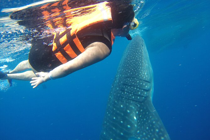 Full-Day Whale Shark Tour Puerto Morelos with Pickup and Lunch - The whale shark encounter itself