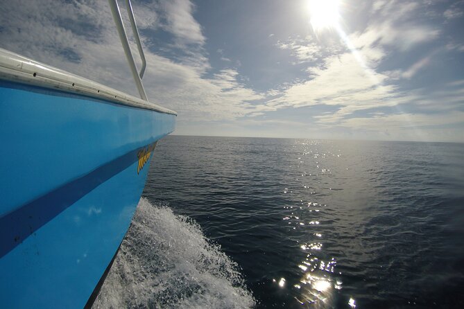 Full-Day Whale Shark Tour Puerto Morelos with Pickup and Lunch - Who will enjoy this day most