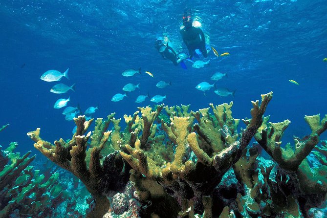 Guided Tour of Puerto Morelos Reefs with Snorkeling Experience - The biggest issue: shared transport and loose timing