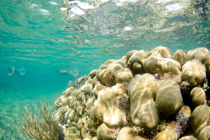 Guided Tour of Puerto Morelos Reefs with Snorkeling Experience - Service, support, and physical comfort