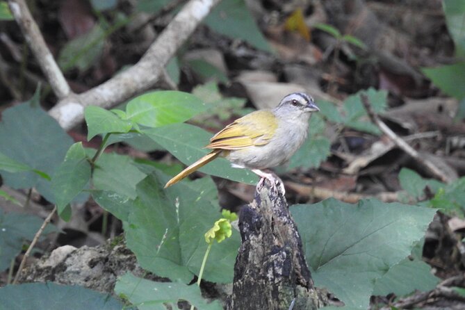 Half-Day Birdwatching Puerto Morelos - Key points to know before you book