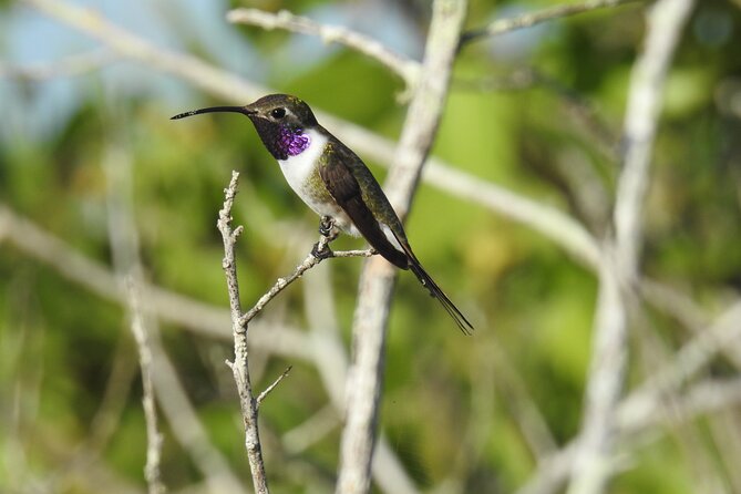 Half-Day Birdwatching Puerto Morelos - Why this Puerto Morelos bird walk begins so early