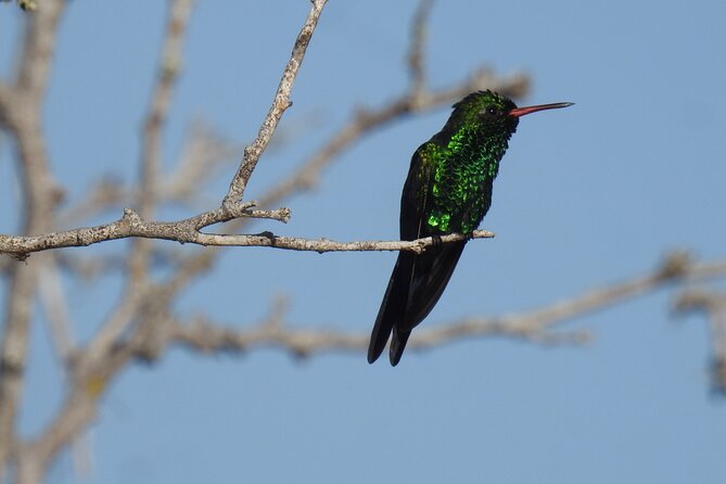 Half-Day Birdwatching Puerto Morelos - The birds you might actually see