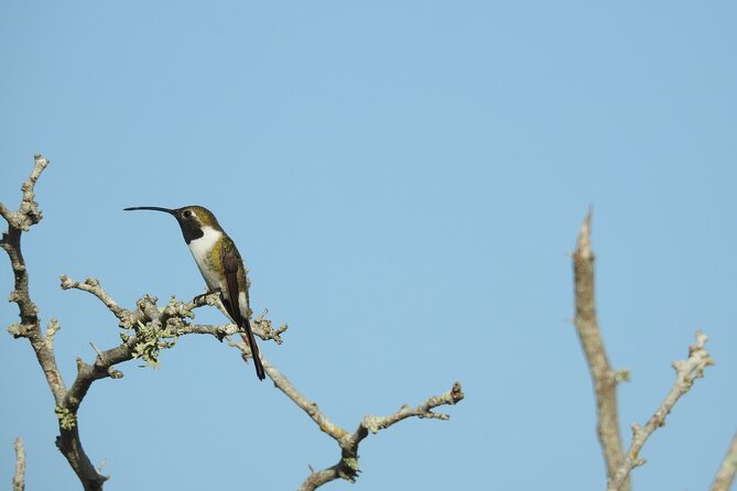 Half-Day Birdwatching Puerto Morelos - How much value you get for $135