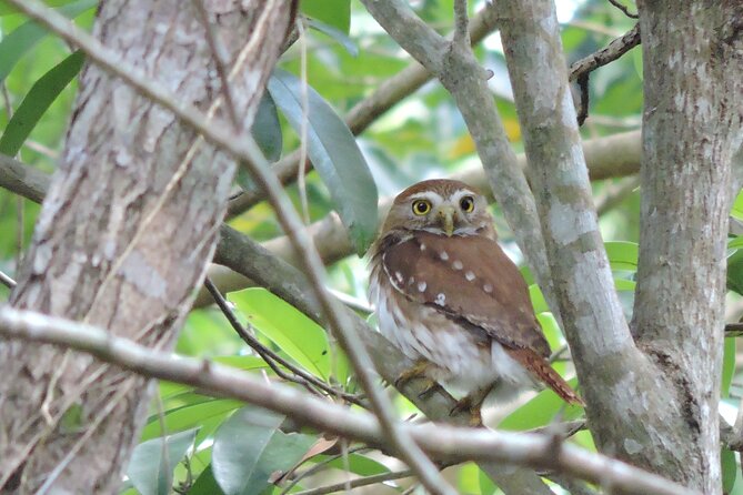 Half-Day Birdwatching Puerto Morelos - What to wear and how hard the walk feels