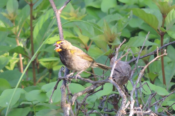 Half-Day Birdwatching Puerto Morelos - Who will get the most from this outing